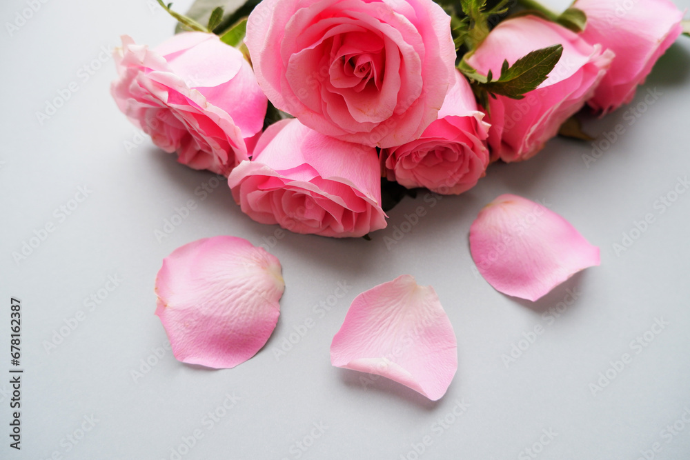 Fototapeta premium Beautiful pink rose on pale green color background. Pink rose floral background for Mother's day, Roes day, women's day and Valentine's day. 