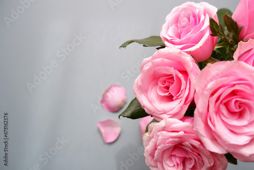 Beautiful pink rose on pale green color background. Pink rose floral background for Mother's day, Roes day, women's day and Valentine's day. 