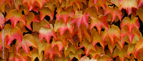 Banner. Autumn colors bright pink, yellow, green leaves of maiden grapes on wall in fall. Bright colors of autumn. Parthenocissus tricuspidata or Boston ivy changing color in Autumn. Nature pattern  photo