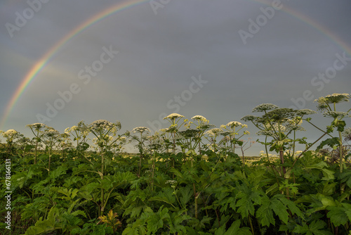 Sosnowsky's hogweed Heracleum sosnowskyi is a dangerous invasive plant. Rainbow on the hogweed field photo