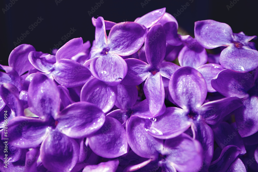 Macro image of spring lilac violet flowers Macro image of spring lilac violet flowers