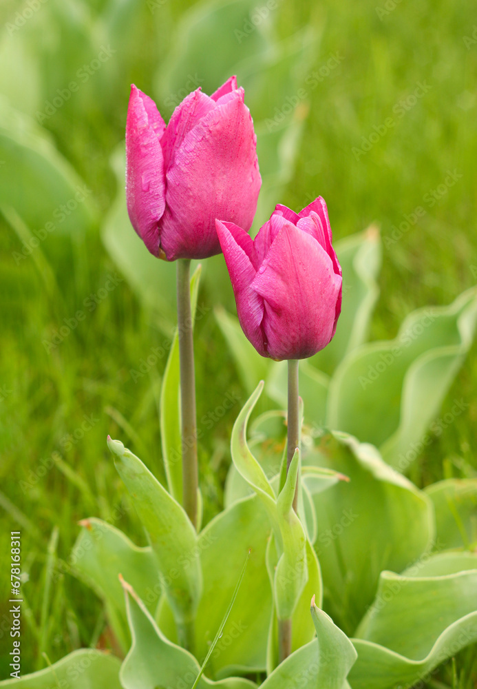 Beautiful pink, red tulips or Tulipa bloom in spring, flower meadow. Beautiful pink, red tulips or Tulipa bloom in spring, flower meadow.