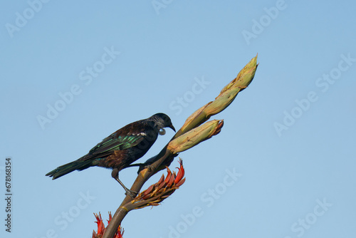 A Tui feeding perced on branch early in the morning  photo