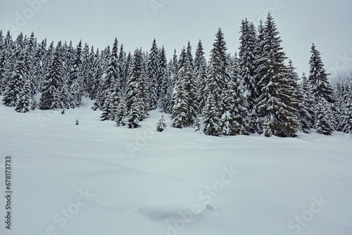 Winter landscape with pine forest on the mountain
