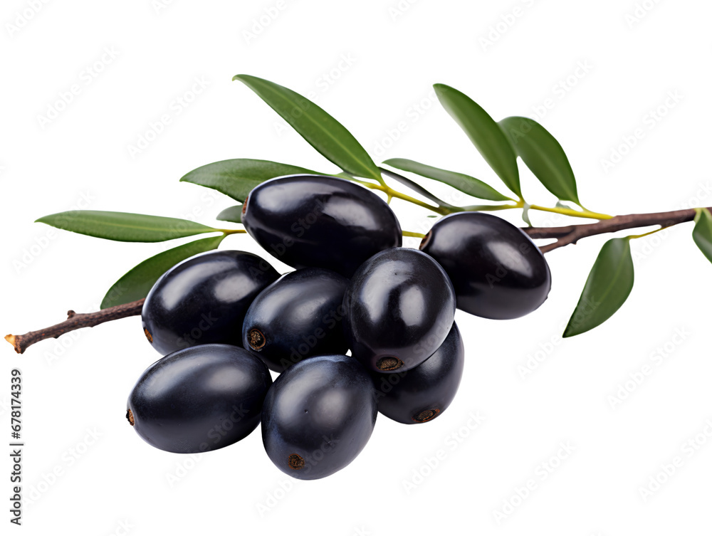 Fresh Black Olives on a Branch, isolated on a transparent or white background Fresh Black Olives on a Branch, isolated on a transparent or white background
