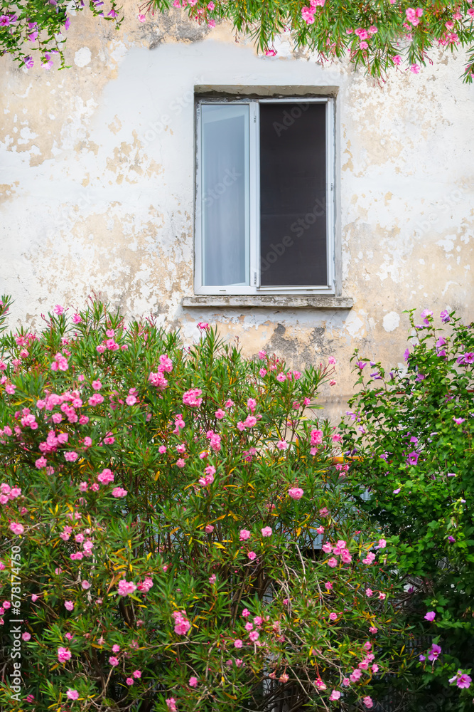 Window of an old house in flowering bushes. Window of an old house in flowering bushes.