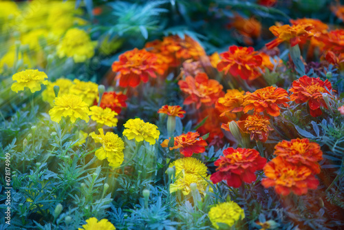 Marigold flowers are yellow and orange illuminated by the yellow rays of the sun.