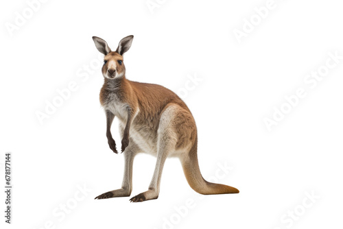 Majestic Kangaroo on Transparent Background, PNG, Generative Ai © TheLogoTip