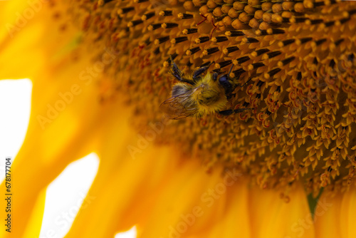 Bee on sunflower