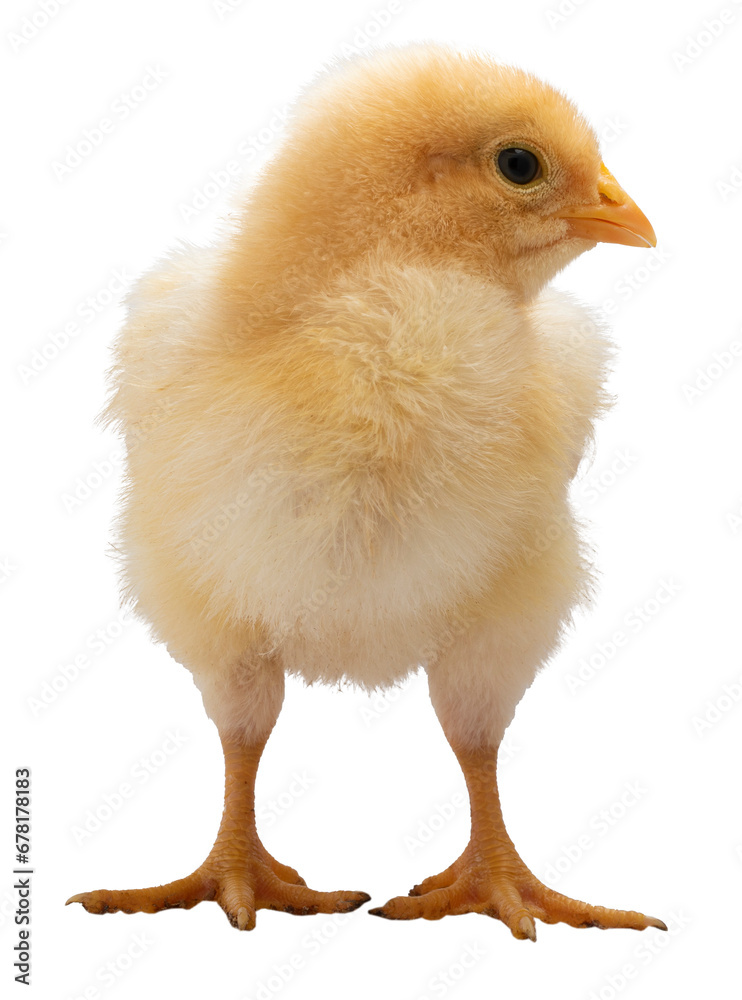 Bright yellow baby chicken chick isolated in a png