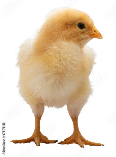 Obraz na płótnie Bright yellow baby chicken chick isolated in a png w salonie