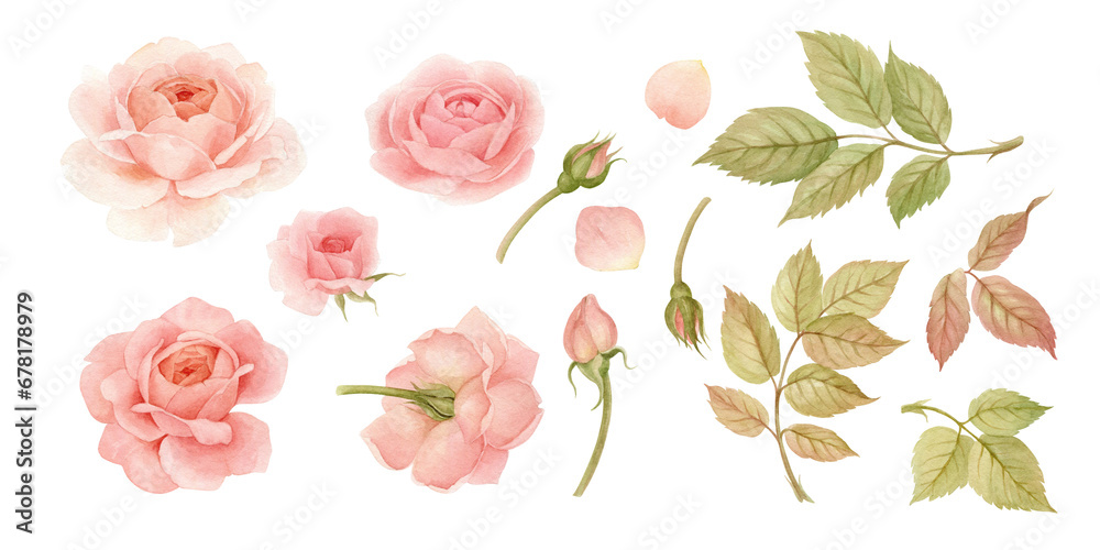 Watercolor big set of pink rose, leaves, buds and petals. Hand drawn with watercolors and pencils for your ideas and business.