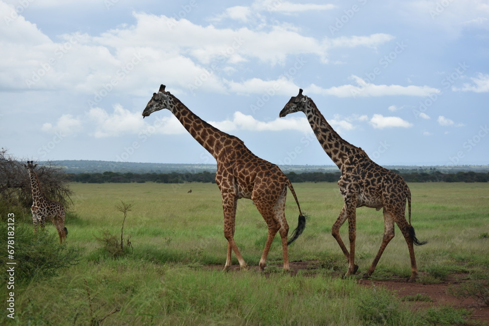 Obraz premium giraffe in the savannah