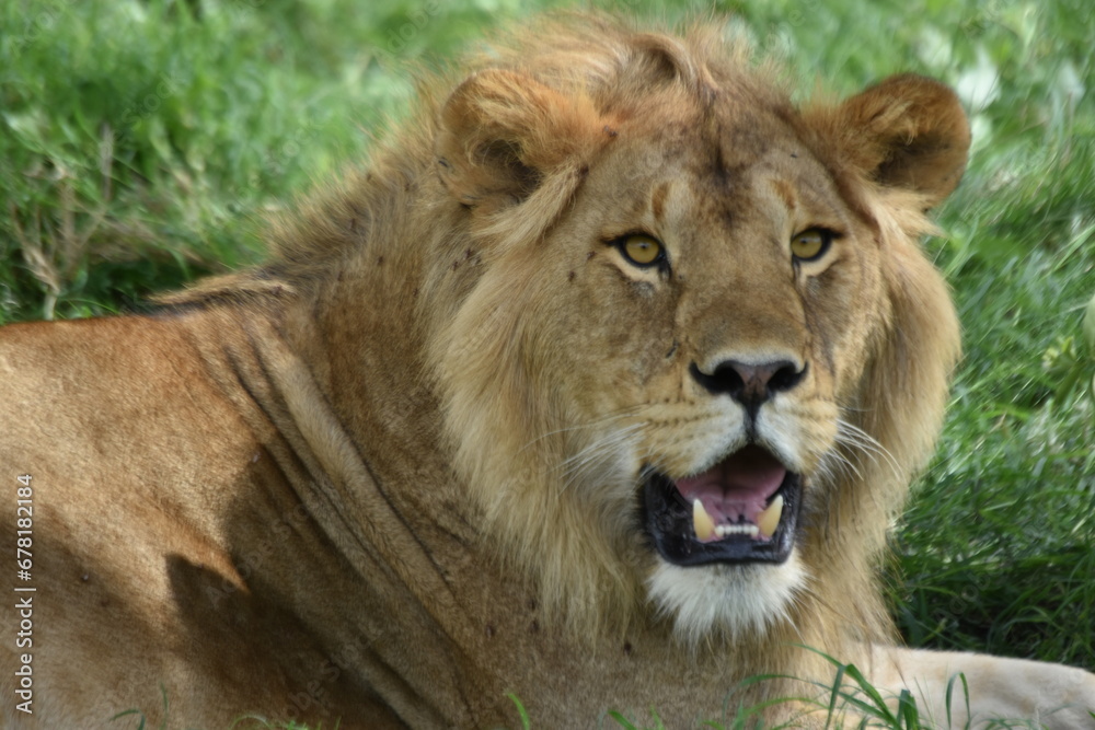 lion in the grass