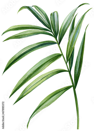 Tropical watercolor palm leaf. Green plants isolated on white background. Watercolor flora illustration