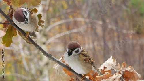 Two sparrows on an oak branch in the autumn forest.