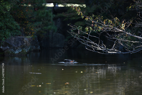 ducks swimming on the lake in the wild