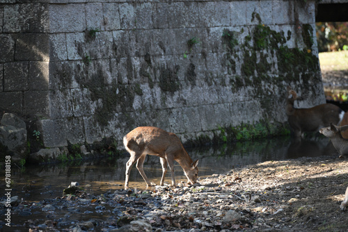 japan deer in the wild at nara park stone wall