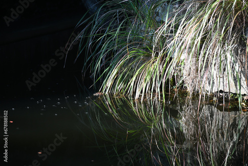 grass in the lake reflect on water © Arthiti