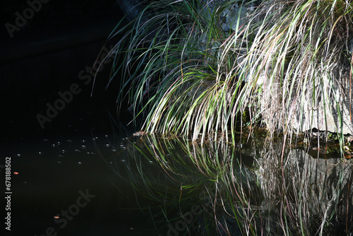 grass in the lake reflect on water