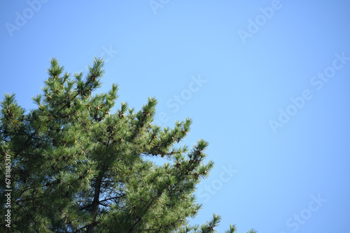 pine branches against blue sky