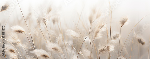 Abstract natural background of soft plants Cortaderia selloana. Pampas grass on a blurry bokeh, Dry reeds boho style. Fluffy stems of tall grass in winter, grass in the morning, beige banner backgroun