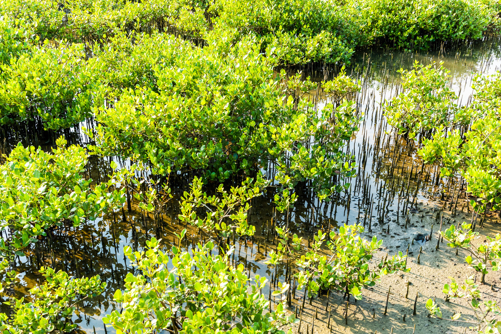 View of the Beimen Mangrove Ecological Reserve in Tainan, Taiwan. mangrove is a shrub or tree that grows mainly in coastal saline or brackish water.