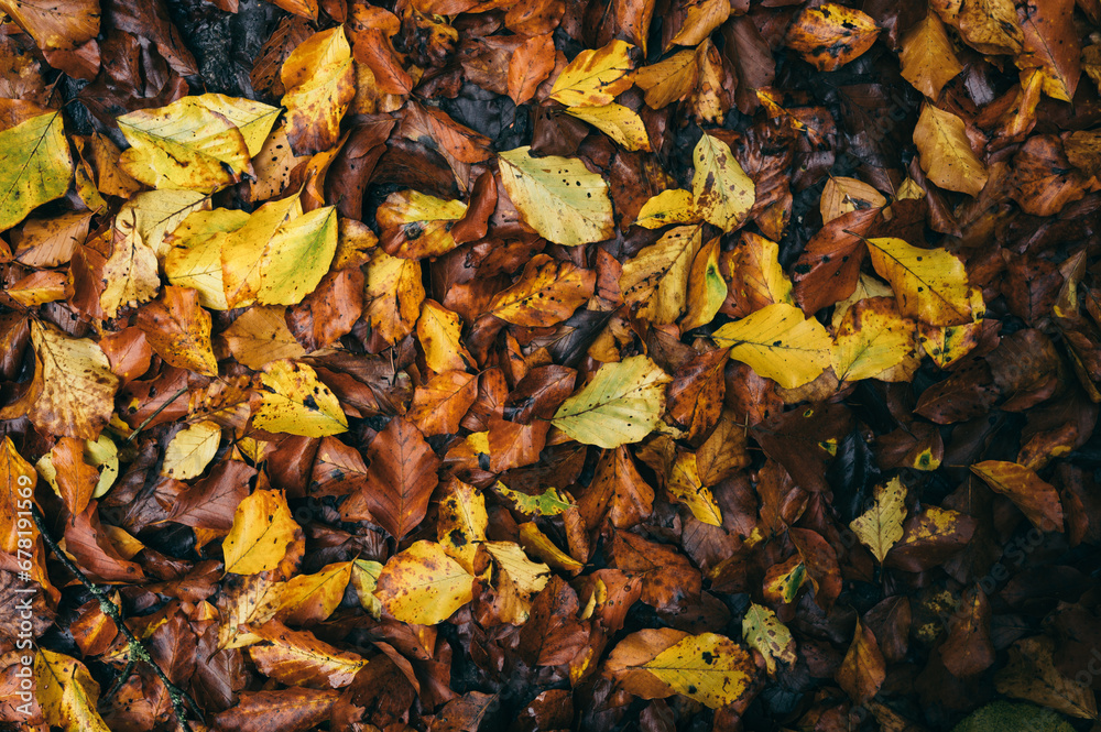 autumn beech leaves background