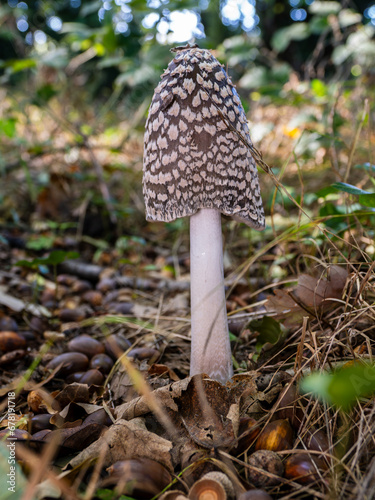 Magpie Inkcap in the Leaf Litter of a Woodland Floor