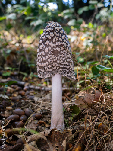 Magpie Inkcap in the Leaf Litter of a Woodland Floor