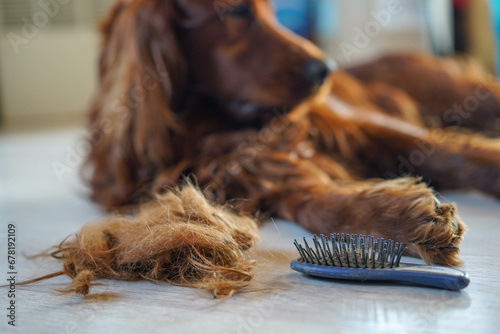 Combing dog's fur with a comb. Irish Setter photo