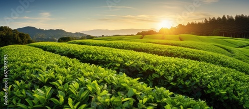 In Japan the vibrant green of tea leaves sourced from isolated nature is the cornerstone of their healthy lifestyle where food and plant based medicine are deeply ingrained culture unlike in photo