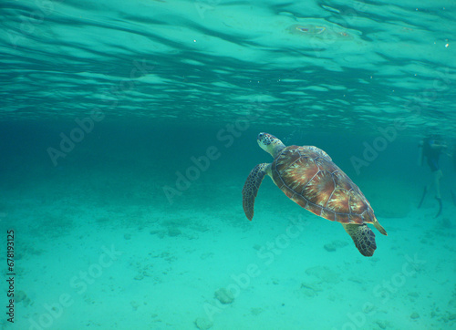 sea turtle swimming in the crystal clear waters on a reef in the Caribbean Sea © gustavo