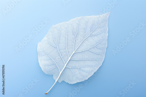beautiful white skeletonized leaf on blue background
