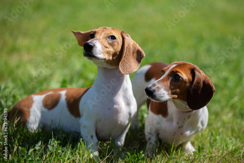 Two cute dachshunds are walking on the green lawn. A dog on a walk in summer.