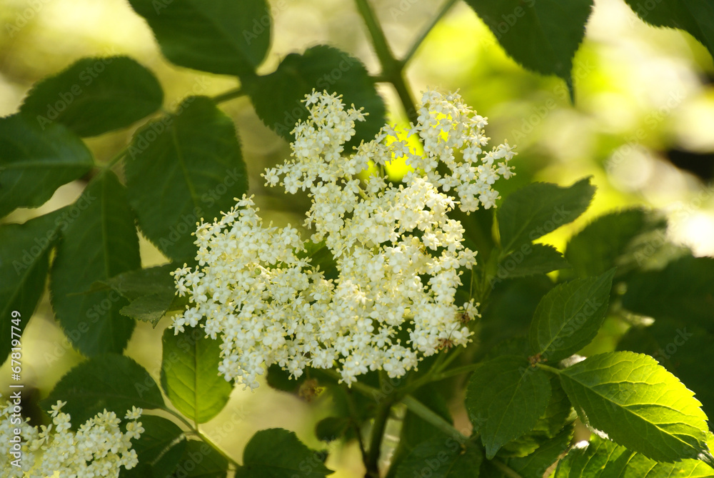 678197749 Viele weiße Blüten Schwarzer Holunder 678197749 Viele weiße Blüten Schwarzer Holunder