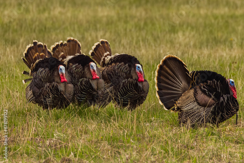 Toms in the field