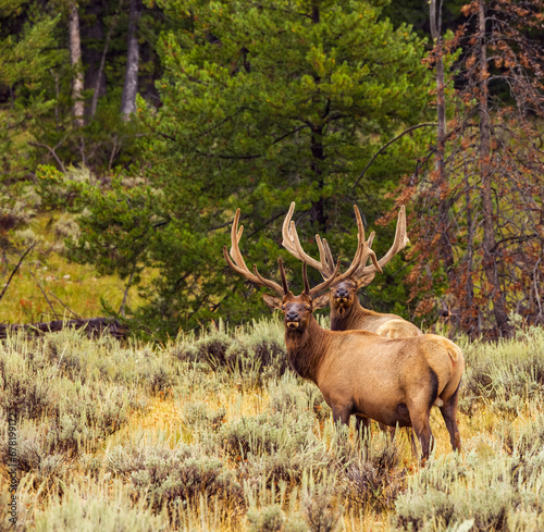 Wallpaper Mural Double Bull Torontodigital.ca