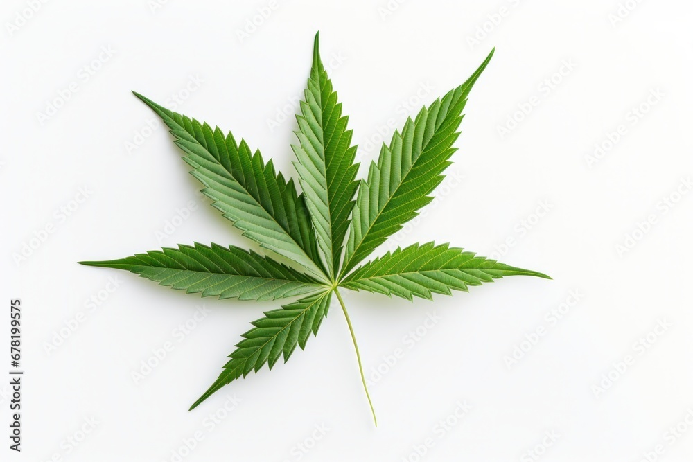top view of cannabis leaf isolated on white background top view of cannabis leaf isolated on white background