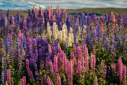 Picturesque location in New Zealand with lupins growing in the field