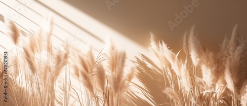 neutral pampas grass with beautiful sunlight shades and shadows on the wall photo