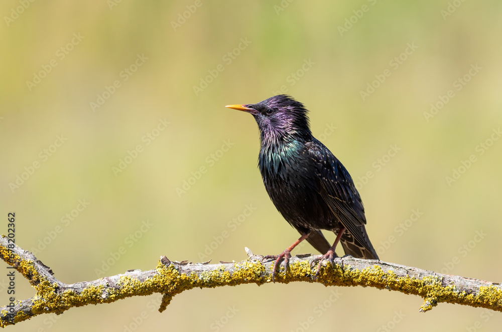 Common starling, Sturnus vulgaris. A bird sits on a thin branch on a beautiful background Common starling, Sturnus vulgaris. A bird sits on a thin branch on a beautiful background