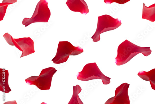 Seamless festive pattern. Petals of red roses on a white background