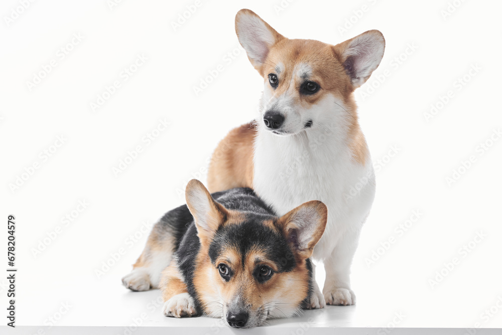 Pembroke Welsh Corgi portrait isolated on white studio background with copy space, family of two purebred dogs