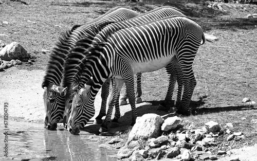 Zebra at the Water Hohle photo