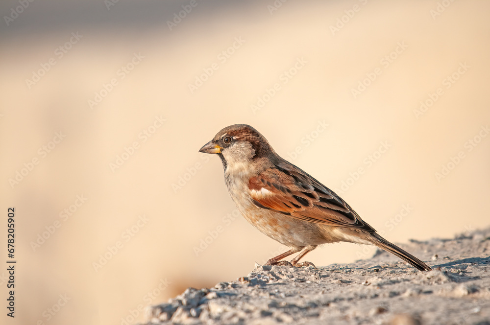 Side view of a cute house sparrow on a concrete floor. Blurred background (Passer domesticus). Side view of a cute house sparrow on a concrete floor. Blurred background (Passer domesticus).