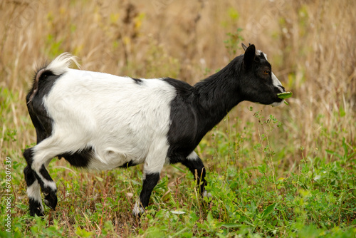 A black and white young goat grazes in a meadow. Breeding small ornamental goats.