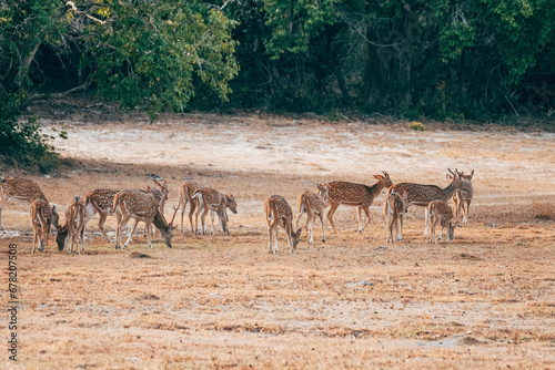 a group of deers in yala national park, sri lanka