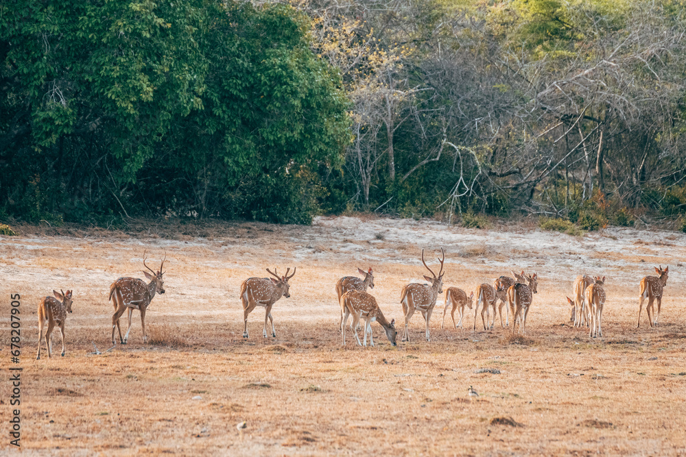 a group of deers in yala national park, sri lanka - obrazy, fototapety, plakaty 