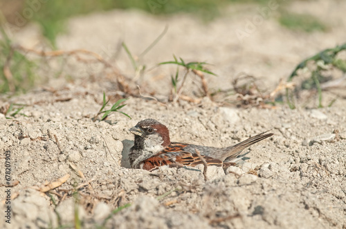 Male house sparrow (Passer domesticus) taking a sand bath.